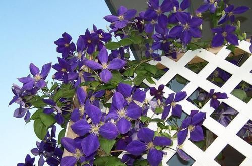  太漂亮|几种植物太漂亮了，随意养养都能美成花墙！