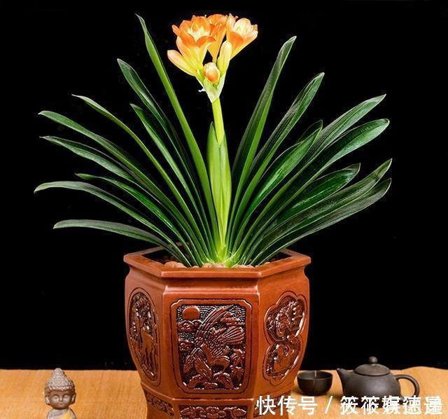 好多人|为啥好多人都养不好君子兰?把握好这一点,随便养养就开花