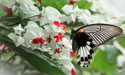 在家养龙吐珠别担心养不好,掌握好要点,花开就属它最艳丽最好看