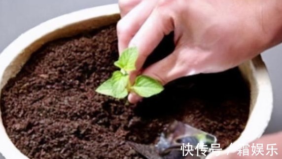 修剪|喜欢养花,先戒掉7个坏习惯,不然啥花也养不好,你占了几个