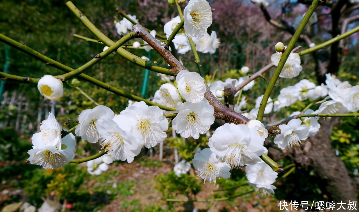 合肥有个来了不想走的拍照约会圣地，如今香气四溢，沁人心脾
