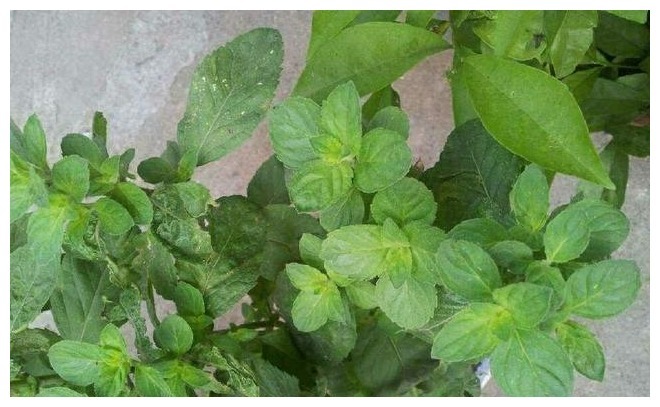 农家小院最受欢迎的几种蔬菜,随吃随取,你最喜欢吃那个