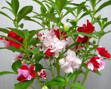 喜欢在家中养护花卉，就选花色绚丽，开花繁多，花开漂亮的3种花