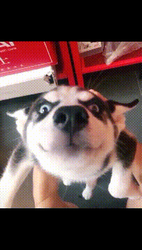 |搞笑GIF:曾经我活得不如一条狗,如今更是不如一只熊