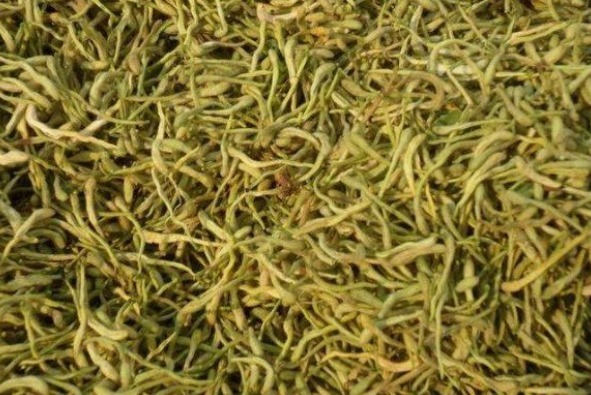 野草|农村不起眼的”野草“,却是人体的良药,不知道真是可惜!