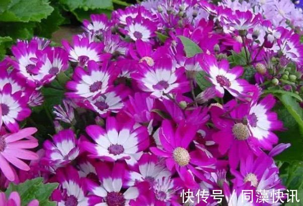 喜欢养菊,就养盆“精品菊花”富贵菊,花开艳丽多姿,寓意美好