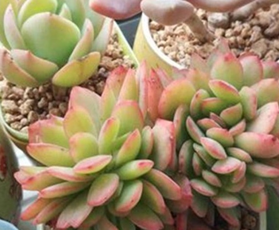 给多肉喂上这种“小零食”,新芽呼呼长,叶片肥厚,长得水灵灵的