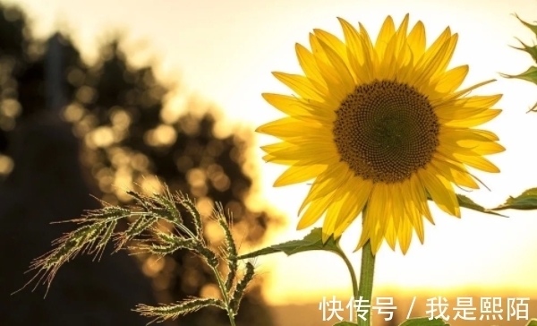 生肖|10月17日开始,抓住机会,勇往直前,收获满满,生财有道的生肖