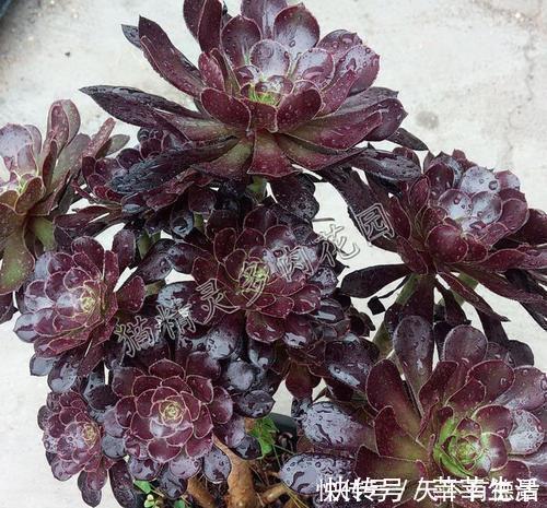 植株|家里养黑法师，狠心虐一虐，颜色美美哒，长成霸气老桩！