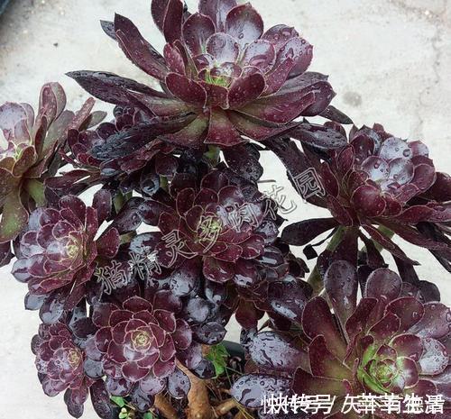 植株|家里养黑法师,狠心虐一虐,颜色美美哒,长成霸气老桩!