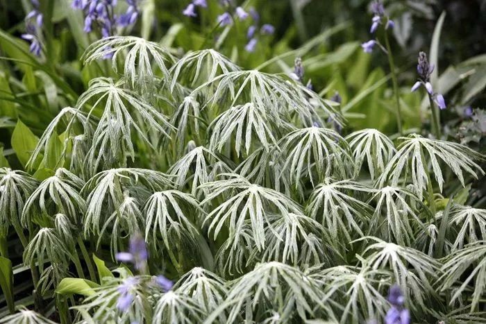 风湿|大自然的馈赠“中药材兔儿伞”,可治风湿麻木、全身骨痛!