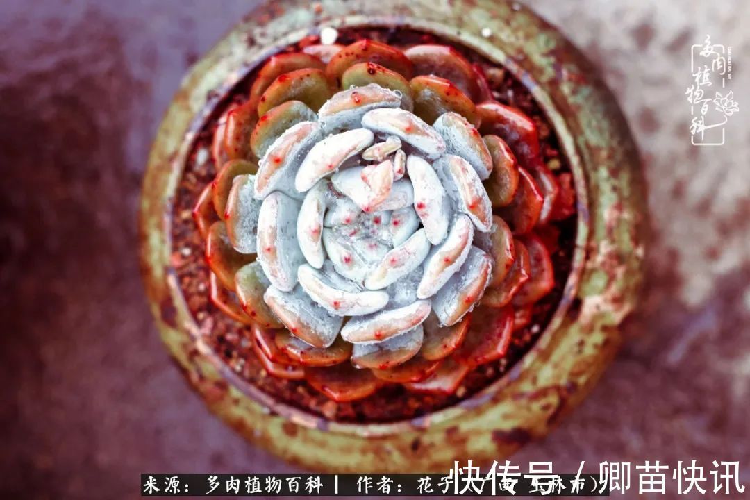 为了爱情来到陌生城市,偶遇多肉,地老天荒的爱恋!