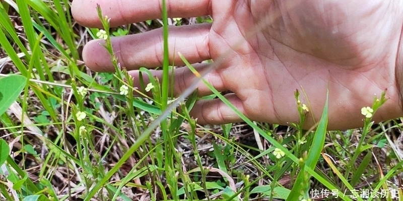 麦田一野草晒干2千元一斤,人称“草中黄金”,真有这么好