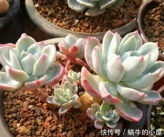 这5样多肉“有毒”,别搬回家养!