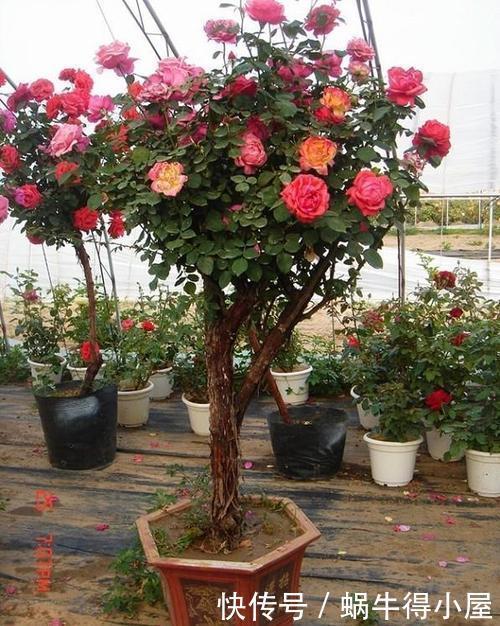 会影响开花|这花要勤修剪,不能养太老,越老开花越少,最后长成木疙瘩!