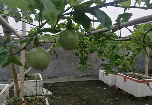 实用|冬天的泡沫箱别扔,扔了就是扔钱,养花太实用