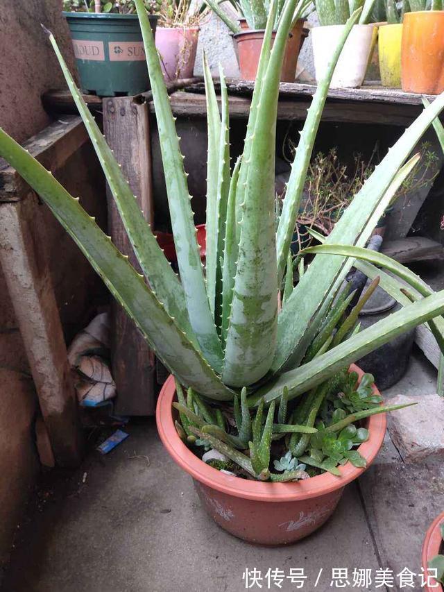 喜欢养花的女人,都应该养盆芦荟,美容养颜好处多