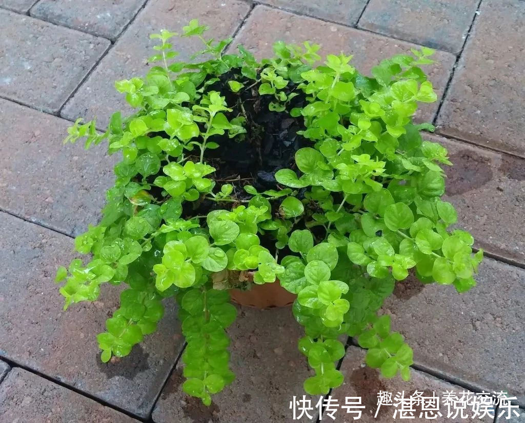 凤仙花|树荫下必不可少的11种耐阴植物，能开花，能观叶，看你选哪种