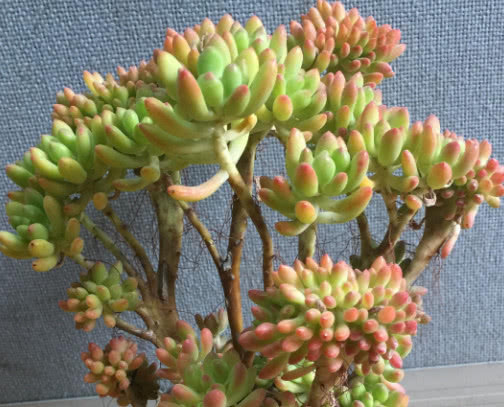 多肉八千代怎么叶插生根快教你3个小步骤，不仅易生根长势还旺