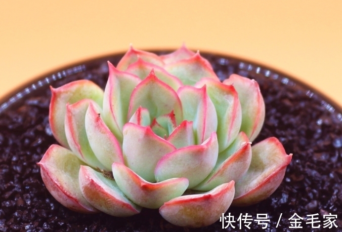 养护很长时间多肉,但是多肉一直养死,需要注意的几个方面