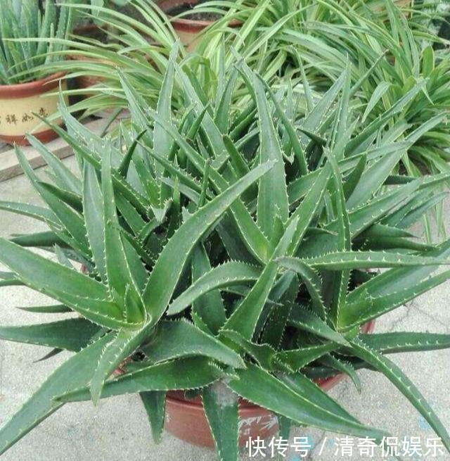 侧芽|养芦荟，“脾气”爆，一言不合爆满小崽，砍掉小芽变“大树”