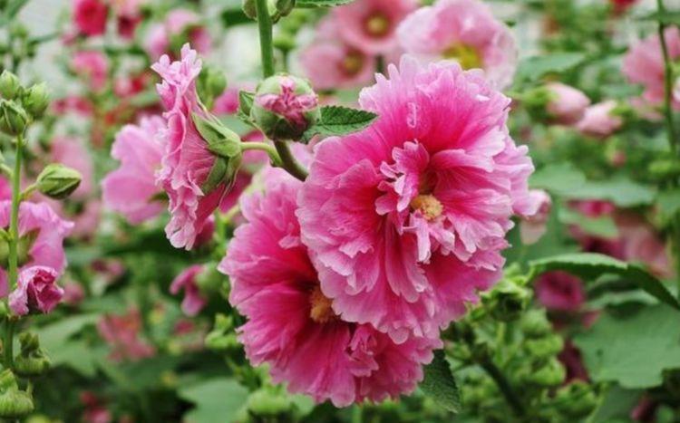 家养|家养3种花,好打理,易爆盆,花开不断,还能旺财