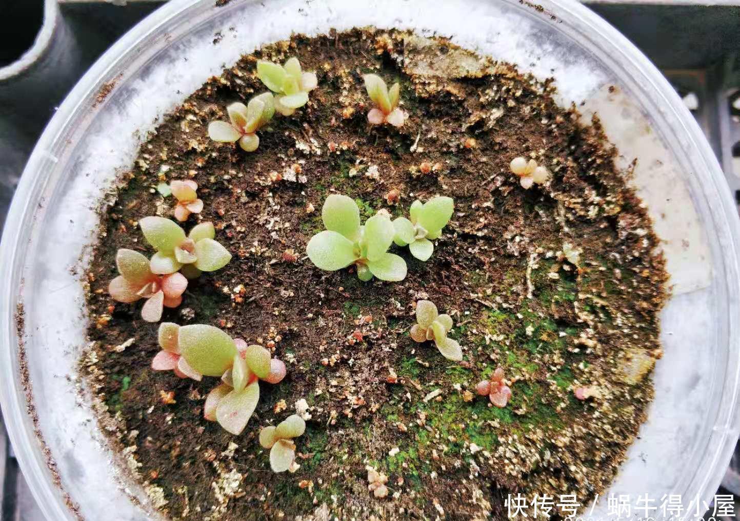 牙签|多肉叶插苗8个月了还跟牙签一样,怎么才能让它长粗和长好看呢?