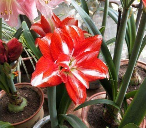 朱顶红迟迟不开花?了解它的喜好,催出花苞绽放群花!