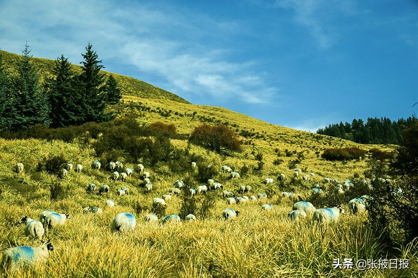 祁连山|秋色浸染祁连山，大都麻色彩斑斓惹人醉