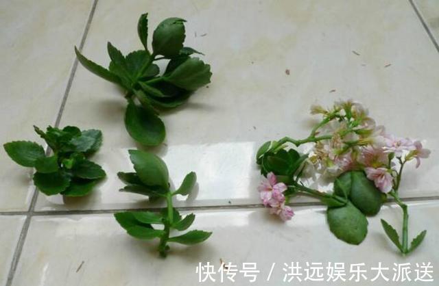 长寿花|4种花现在扦插，枝条扔土里“生根快”，当年开花，变成养花大户