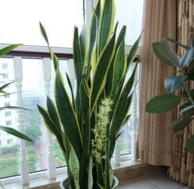 养花试试这几款,花开繁盛花香怡人,长长垂下来,变成瀑布太漂亮