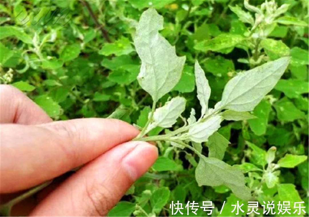 农民|误以为有毒不敢吃，农民见到就铲除，其实营养丰富，一斤高达15元