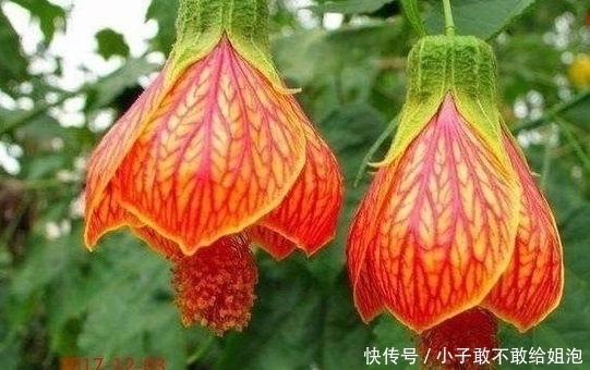 兰花|这些花平常都很难见到呢,关键是很可爱!