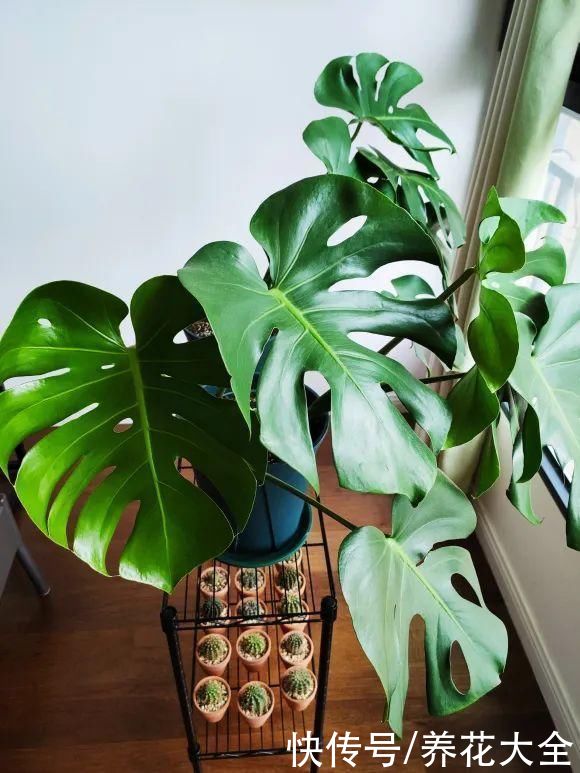 7种花，现在要砍头，冲天炮变成爆炸头