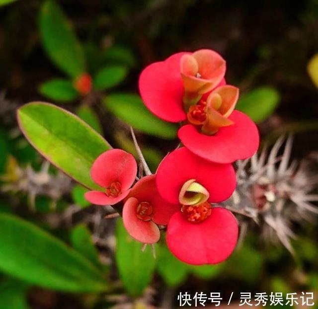 种花|家里养花“别瞎买”,5种花是“有毒”的,对大人小孩都不好