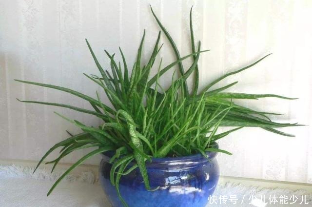 盆栽芦荟到底喜湿润还是干燥怎样进行日常打理!