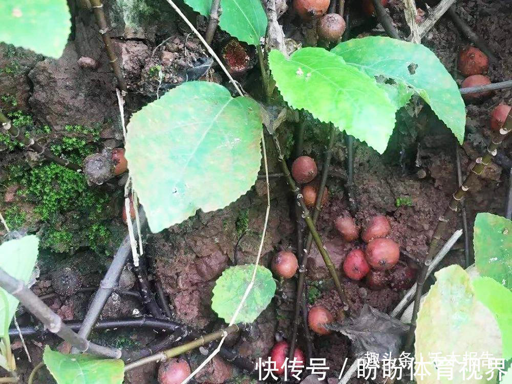 地瓜泡|埋在土里的“石榴”,过去农村娃当糖吃,如今15元一斤,别错过