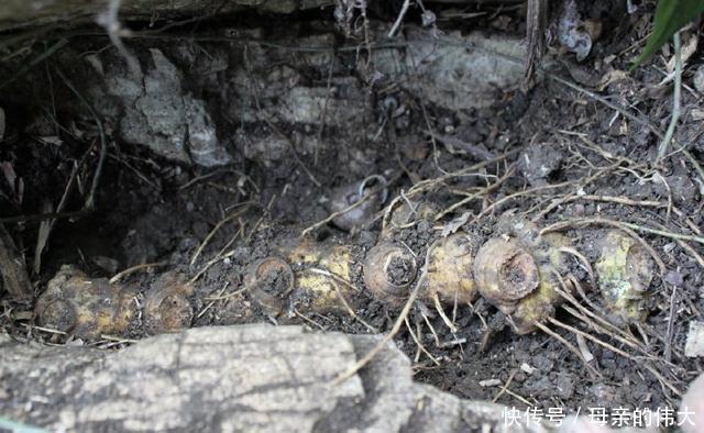 野生物|像洋姜的野生物,若在野外见到,可别锄掉,昨天才知好珍贵