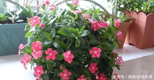 号称开花机器,一开就是300天,插土里就能活,阳台变花海!