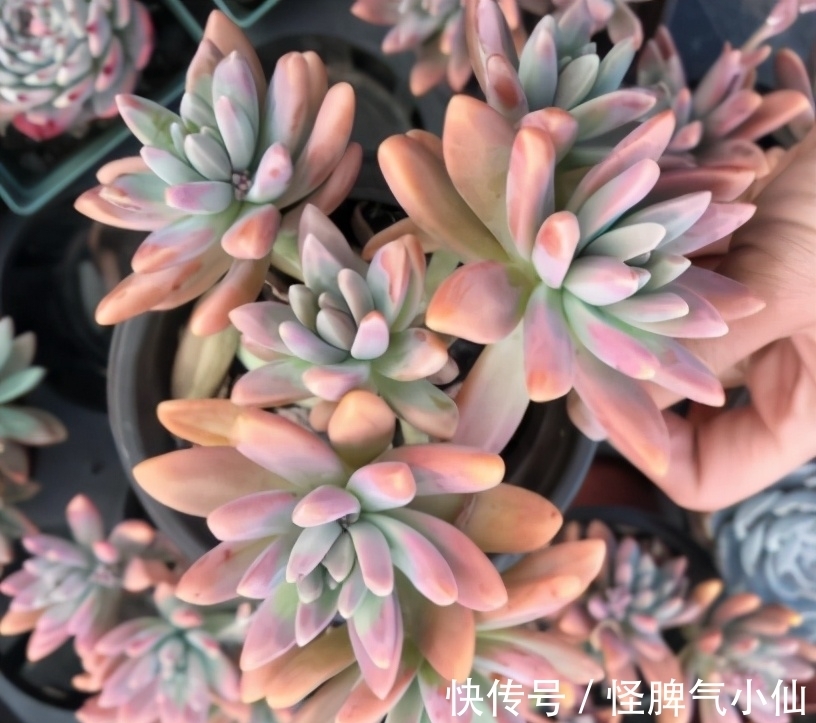 想养多肉不会养?5种多肉好养,给它时间,它会“惊艳”到你