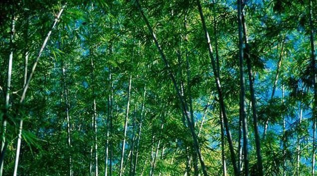 清利|一味不被人熟知的良药,能“荡涤热痰而止咳,清利七窍而醒神”