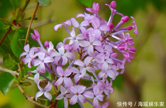 你喜欢什么花,就是什么性格的人,都进来看看吧!