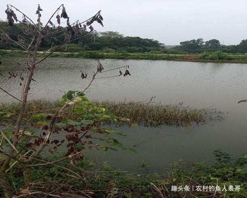 夏季梅雨期降雨多难钓鱼,学会这三点技巧,梅雨期野钓不空军