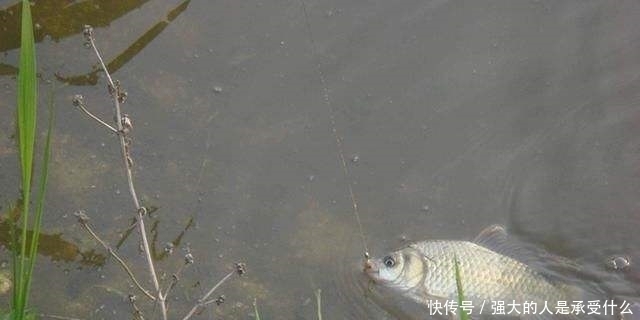 秋季野钓时,新手如果能做到这3点,老钓友都只能甘拜下风!