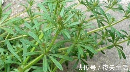 猪殃殃|这种杂草，长得像锯条，农民不喜欢，却是有名的中草药