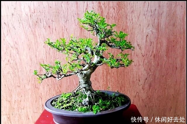 农村一种植物,农民用来做柴火,盆栽漂亮价值翻倍,一盆上千元!