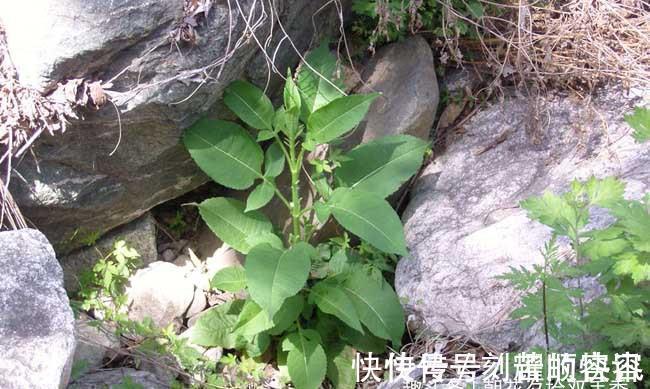 野花野草|这植物的根酷似“人参”,以前农家人总是砍除它,殊不知价值极高