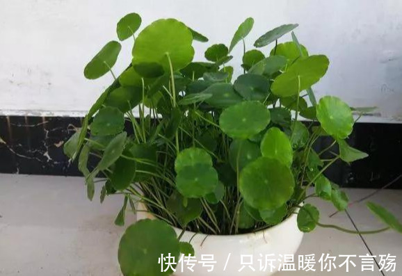 钱多多|养花技巧铜钱草养在这,7天就爆盆,叶子长成巴掌大!