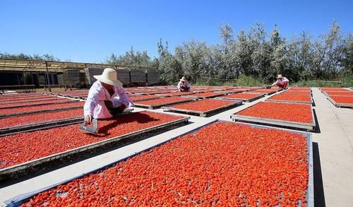 警惕：枸杞子有3大副作用。不要不當(dāng)回事