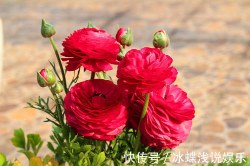 被名字耽误的8种花,好养好看开花惊艳,你最喜欢哪种?